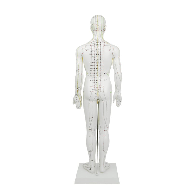 Male Acupuncture Model Medvana UK