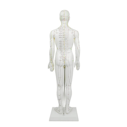 Male Acupuncture Model Medvana UK