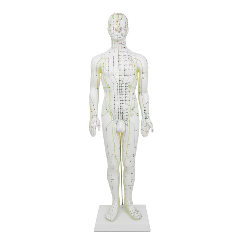 Male Acupuncture Model Medvana UK