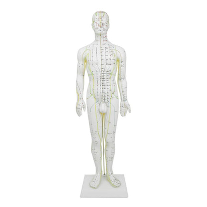 Male Acupuncture Model Medvana UK