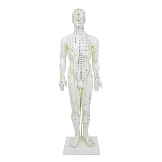 Male Acupuncture Model Medvana UK