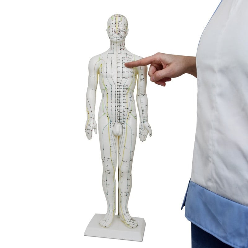 Male Acupuncture Model Medvana UK