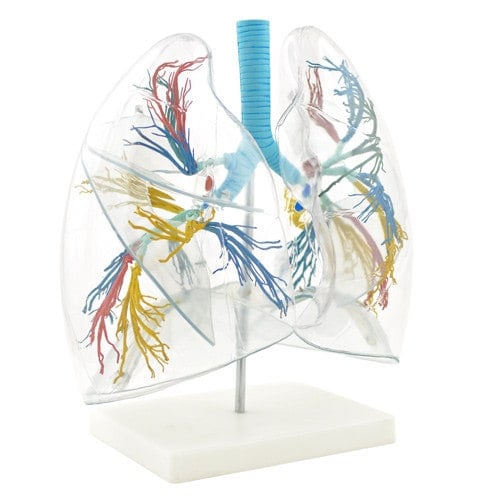 Lung Model - Transparent Medvana UK