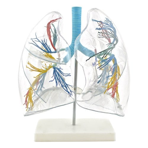 Lung Model - Transparent Medvana UK