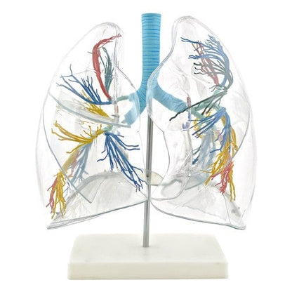 Lung Model - Transparent Medvana UK