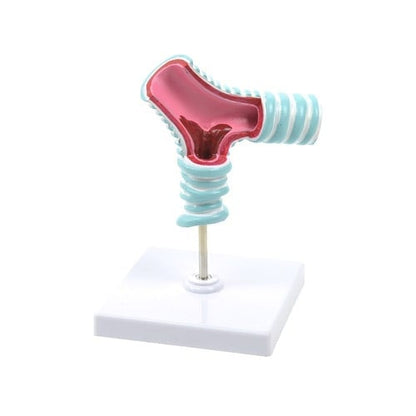 Tracheal Bifurcation Model Medvana UK