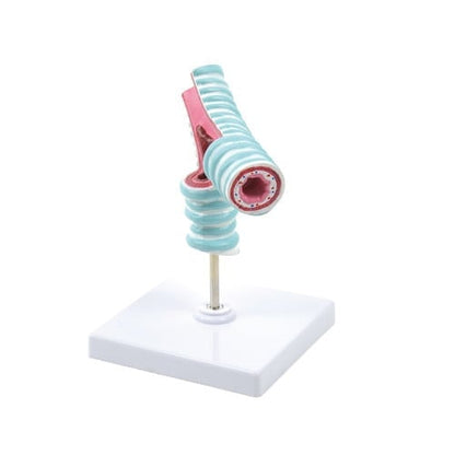 Tracheal Bifurcation Model Medvana UK