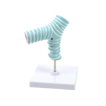 Tracheal Bifurcation Model Medvana UK
