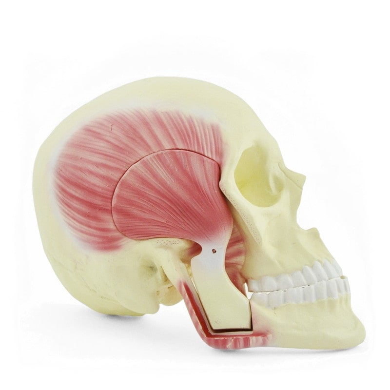 Skull Model with Masticatory Muscles Medvana UK