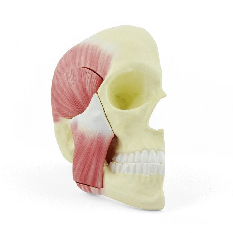 Skull Model with Masticatory Muscles Medvana UK