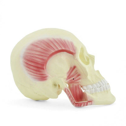 Skull Model with Masticatory Muscles Medvana UK