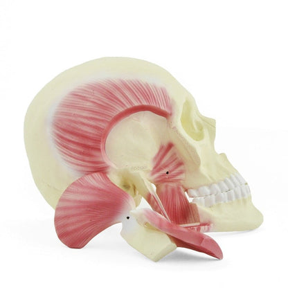 Skull Model with Masticatory Muscles Medvana UK