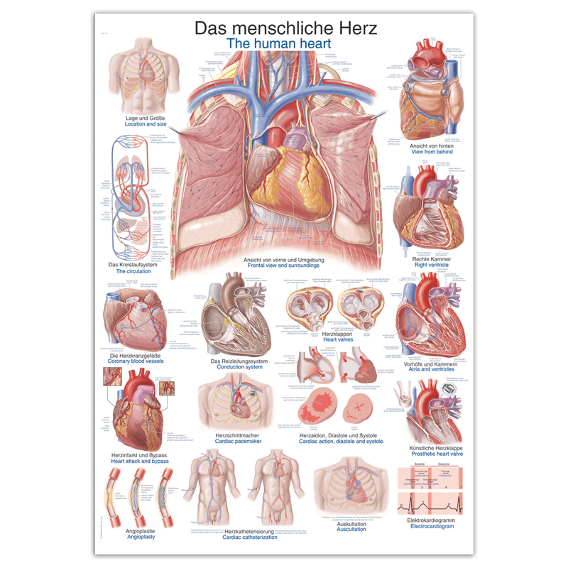 The Human Heart Wall Chart Medvana UK