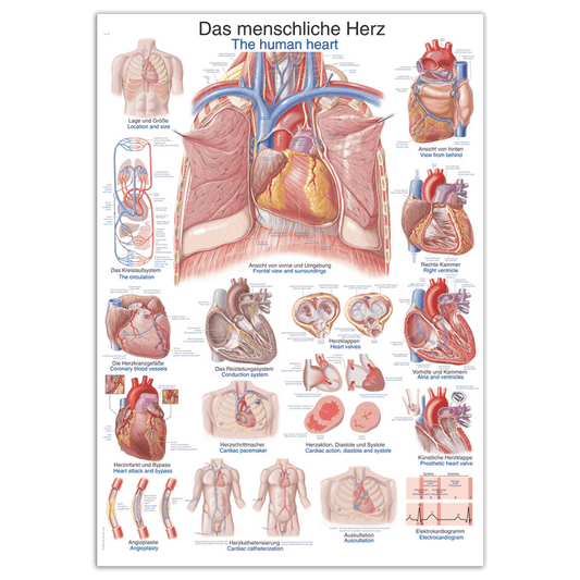 The Human Heart Wall Chart Medvana UK