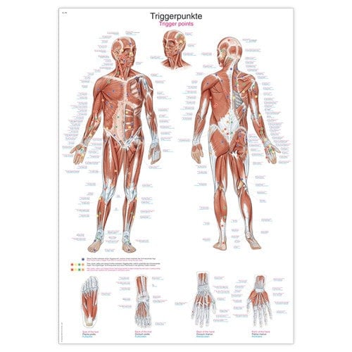 Triggerpoints Wall Chart Medvana UK