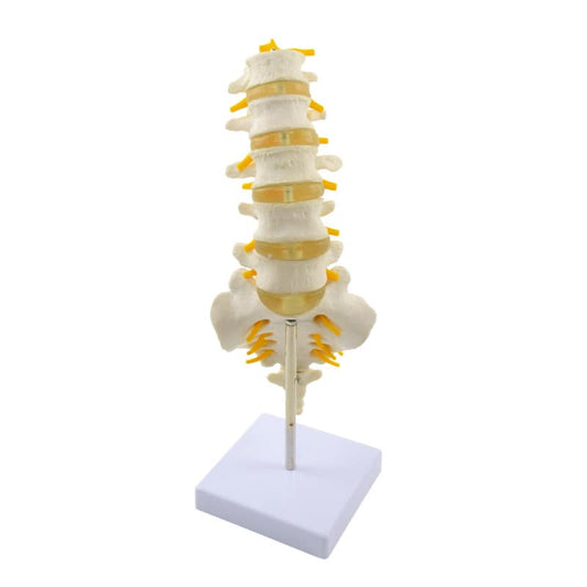 Lumbar Spine Model Medvana UK