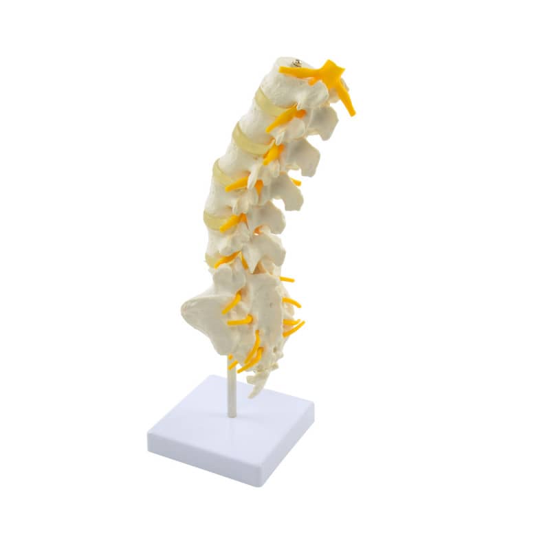 Lumbar Spine Model Medvana UK