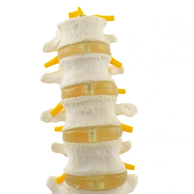 Lumbar Spine Model Medvana UK