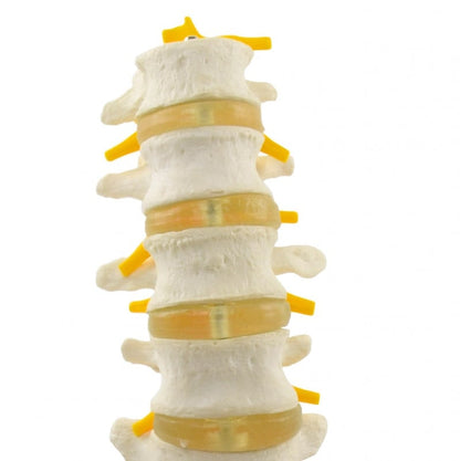 Lumbar Spine Model Medvana UK