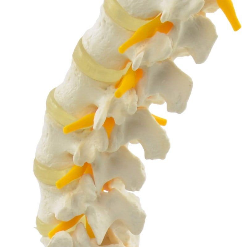 Lumbar Spine Model Medvana UK