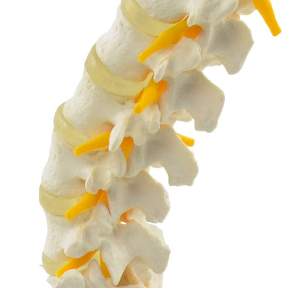 Lumbar Spine Model Medvana UK