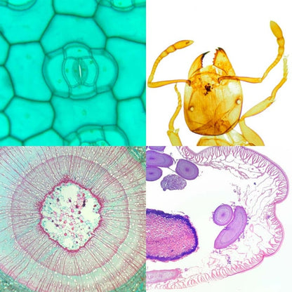 School Microscope Specimen Set Medvana UK