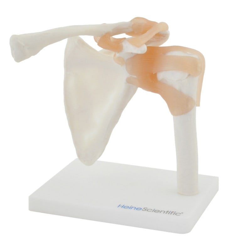 Shoulder Model with Ligaments – Medvana