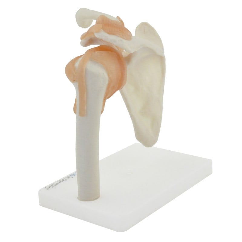 Shoulder Model with Ligaments Medvana UK