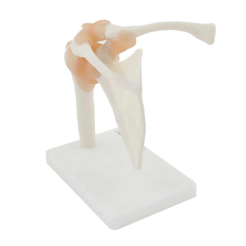 Shoulder Model with Ligaments Medvana UK