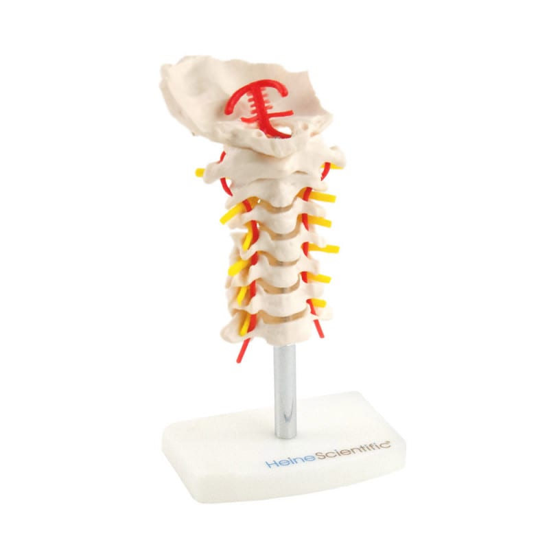 Cervical Spine Model Medvana UK